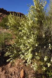 Effervescent cliffrose display [sun may 12 07:22:26 mdt 2024]